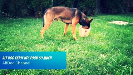 Alf DOG enjoy KFC food so much