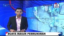 Buaya Berukuran 2 Meter Gegerkan Warga Palopo Sulawesi Selatan