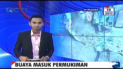 Buaya Berukuran 2 Meter Gegerkan Warga Palopo Sulawesi Selatan