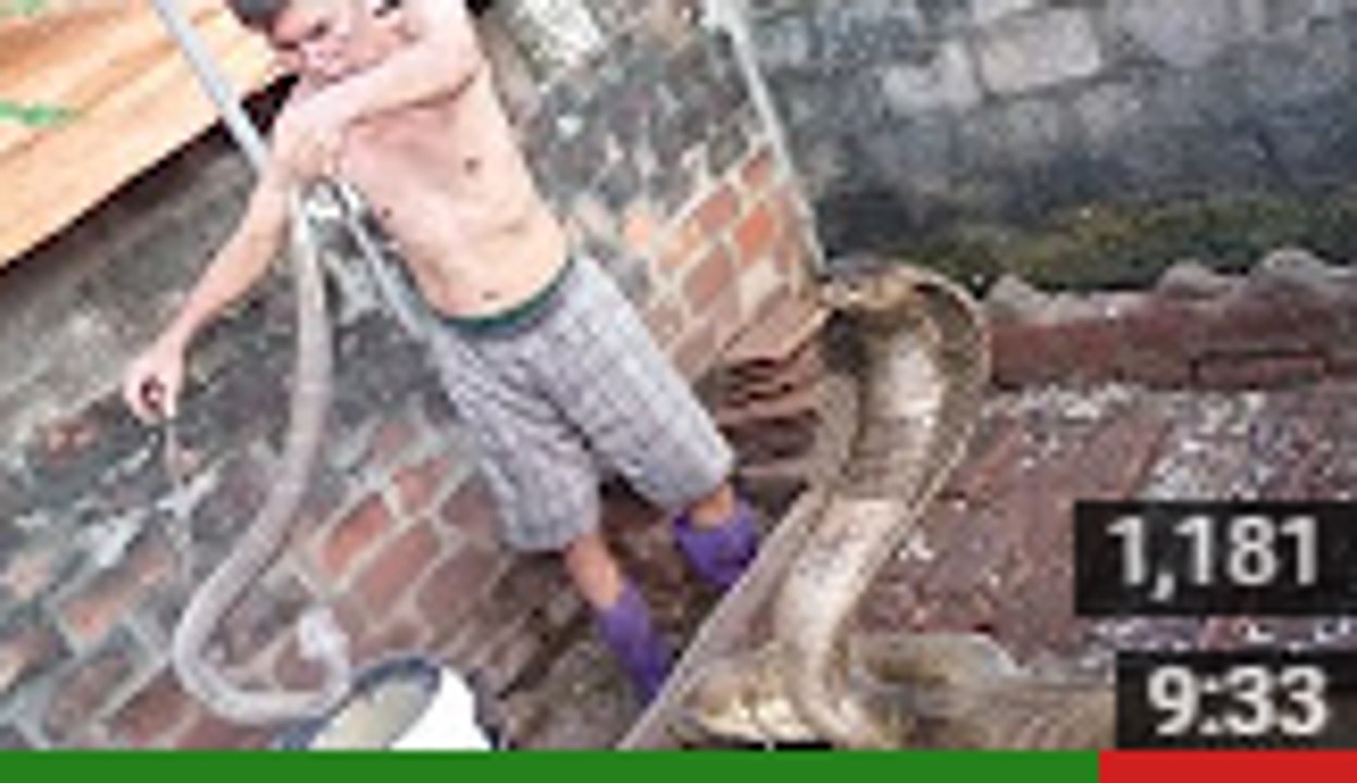 Amazing Catching Cobra Snake - Catching Cobra Snake