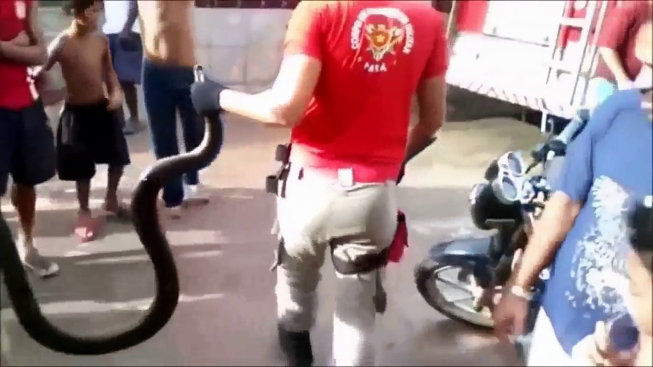 Anaconda vs Crocodile - BIGGEST SNAKE EVER ! GIANT SNAKE - Giant anaconda vs Dog,Jaguar - Shari -