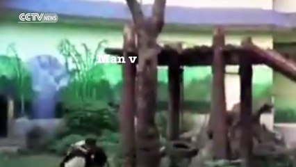 Man vs panda- And the winner is …