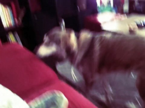 FUNNIEST DOG EVER - il cane più divertente del mondo
