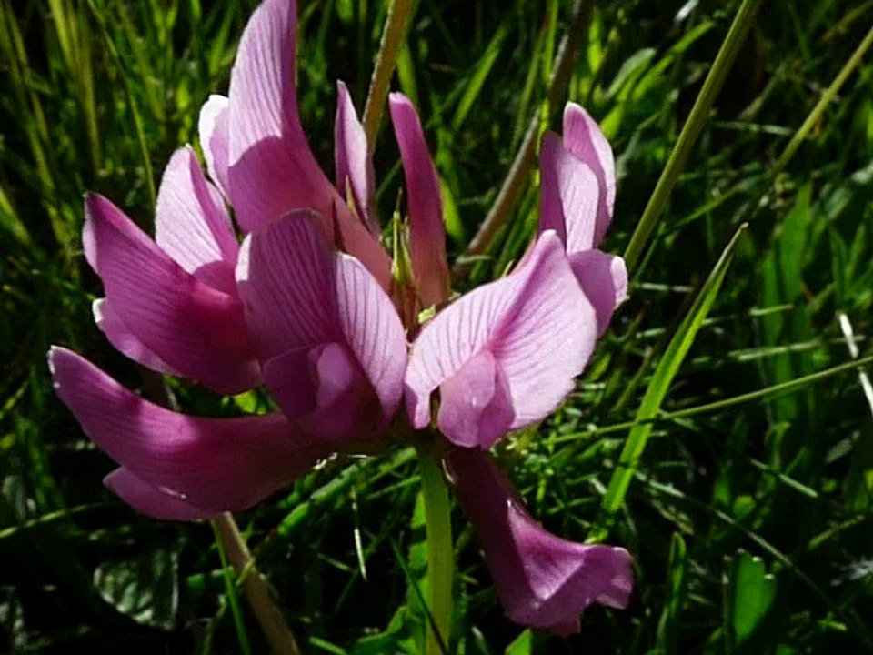 Sainfoin à feuilles de Vesce