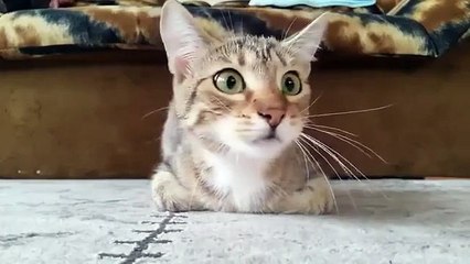 Korku Filmi İzleyen Kedi