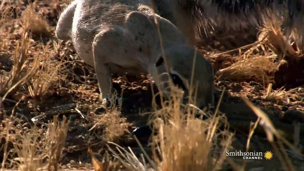 Mongoose Vs  Cobra