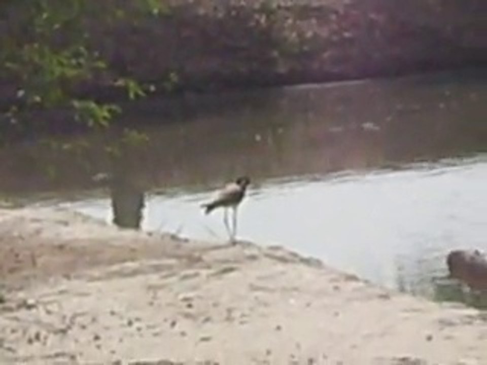 Fisheries fish farm  and Waders  bird or Shorebirds Bahawalpur