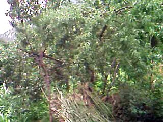 Apple trees Rembur Valley Kalash, Chitral
