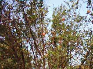 Granatum garden in Kallar Kahar Lake‎