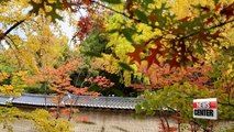 Month of November to be peak season of autumn foliage in city areas