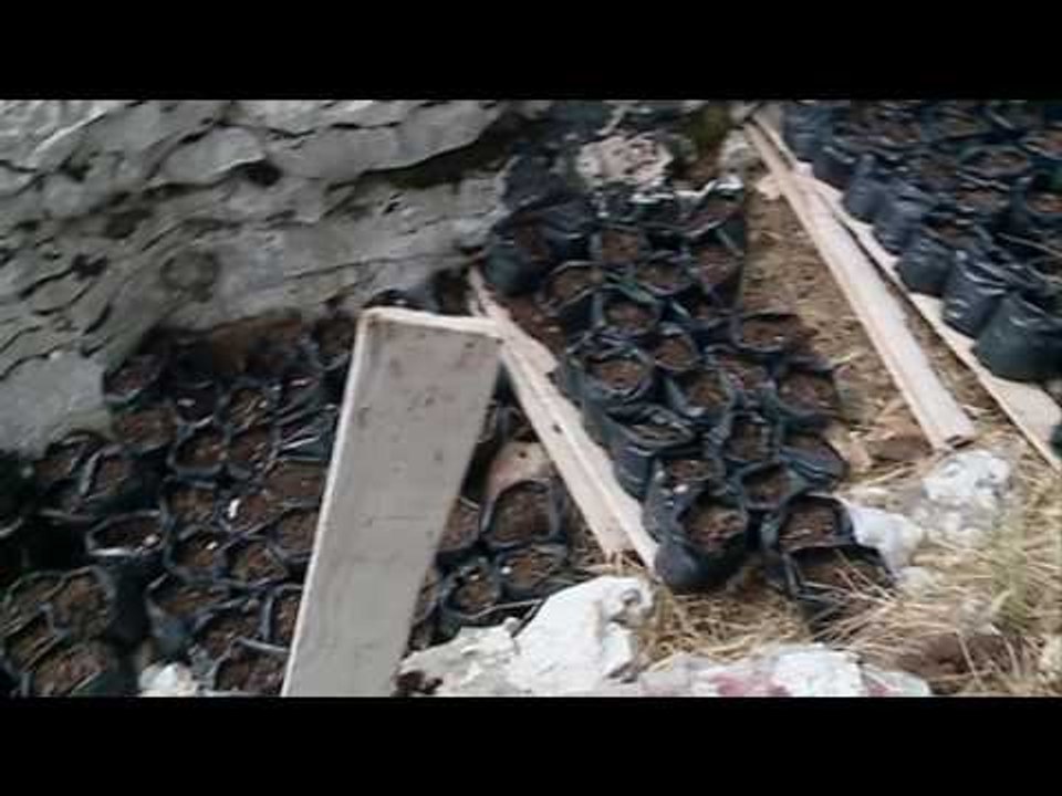 BE vlerëson luftën kundër kanabisit - Top Channel Albania - News - Lajme