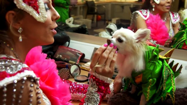 Las Vegas Favorites Share Their AGT Success Stories America's Got Talent 2016