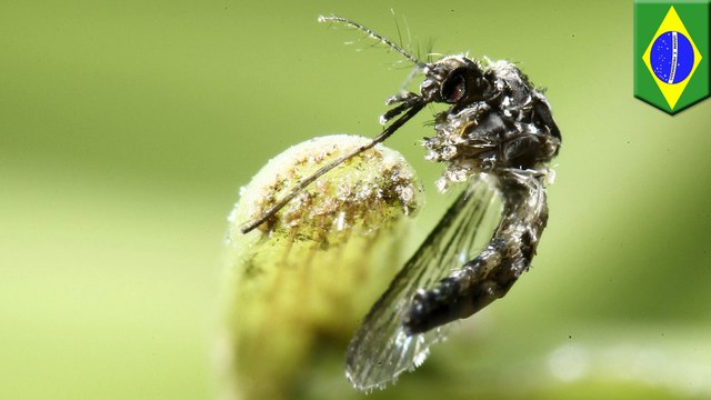 Bacteria-infected mosquitoes fight Zika in Brazil and Colombia