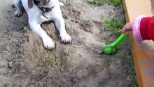 Кто скажет,зачем собаке совок?))))))
