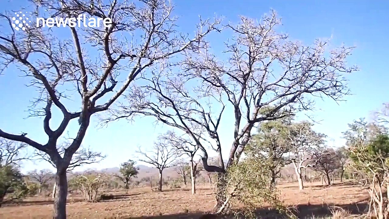 Leopard makes spectacular leap to catch monkey