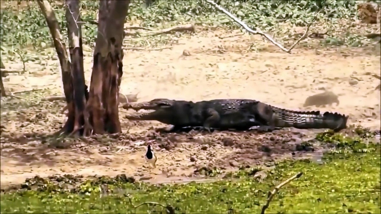 When Animals Fight Back - Lion vs Giraffe Crocodile vs Warthog -  Wild animals fight to death