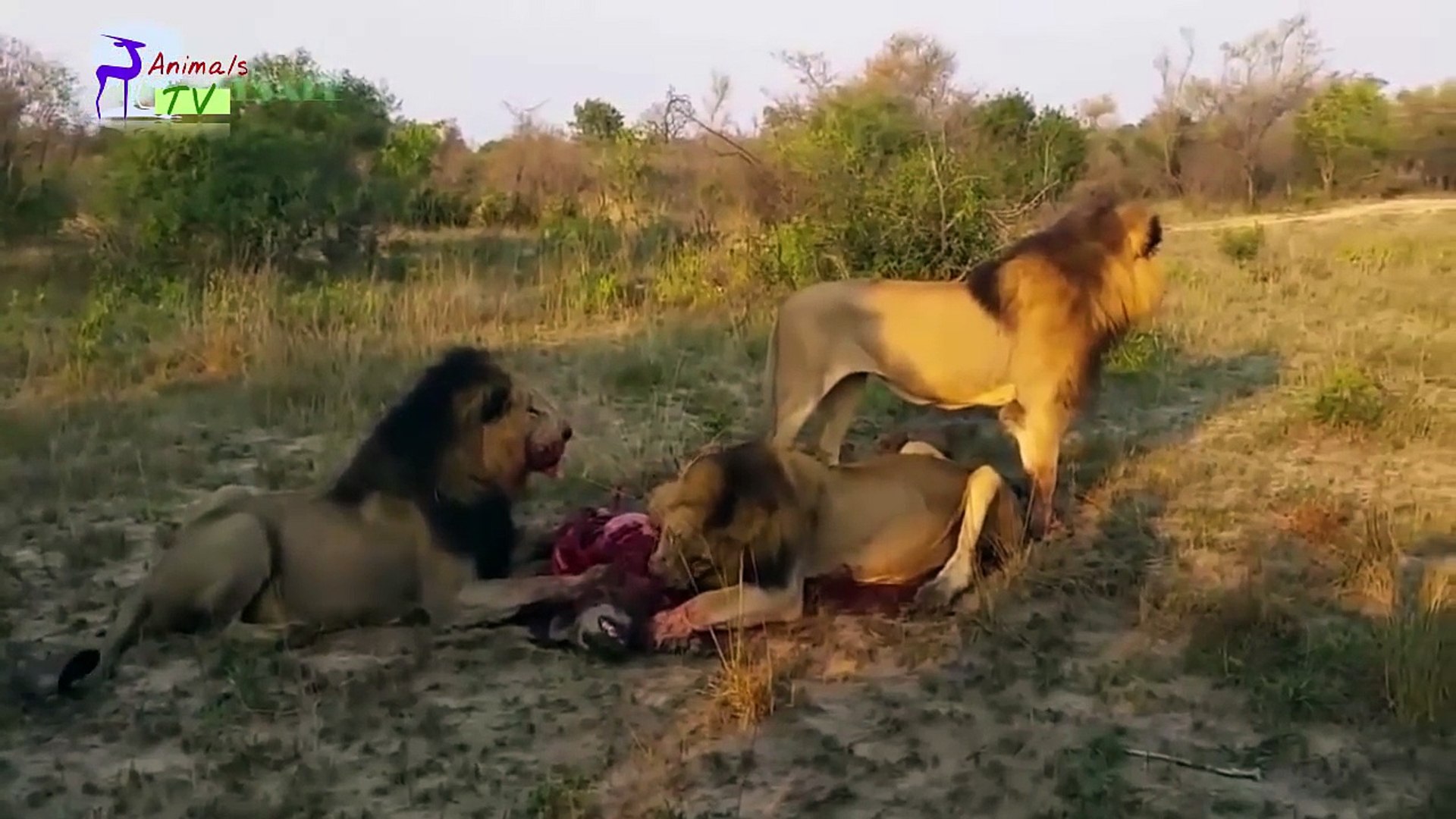 Wild animals fight to death | CRAZIEST Animals Attack Caught | Big Battle  Animals Real Fight #1 - video Dailymotion