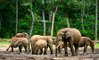 Африка крупным планом - вымирающие животные (Документальные фильмы 2016 HD)