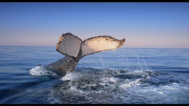 Дикий Океан - Wild Ocean. Год 2008. Жанр Животные, природа.