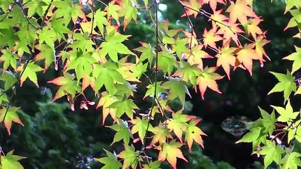 Portland Japanese Garden