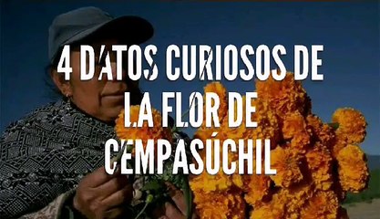 La flor de cempasuchitl más que una flor de muerto