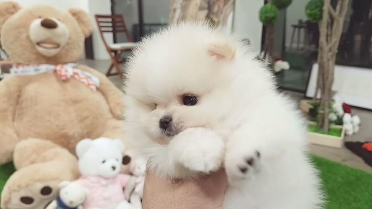 I need this puppy in my life