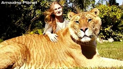 Il felino più grande del mondo si chiama Hercules e pesa ben 418 kg