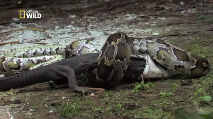 Un python mange un alligator.