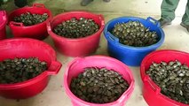 Peru release 17,000 baby turtles into the Amazon