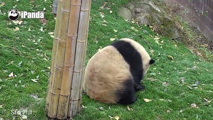 Cute Panda Does Backflips In Zoo