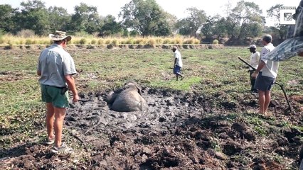 Baby Elephant Charges At Hunters