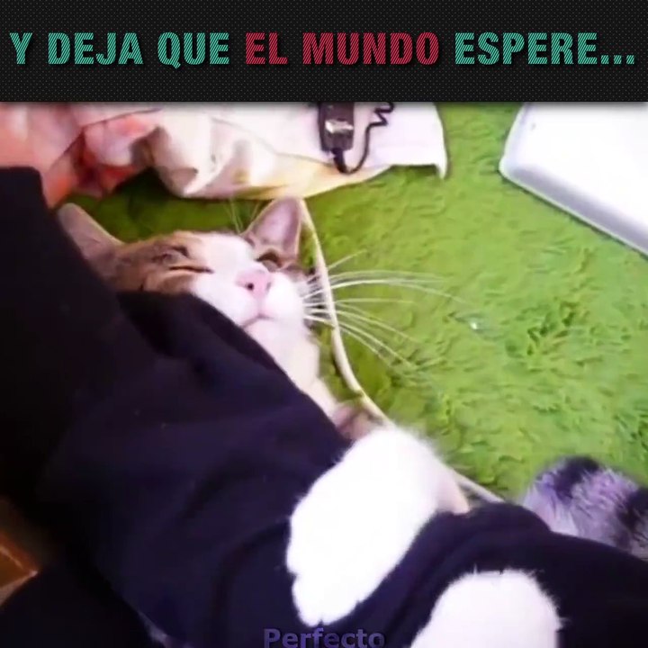 gatos