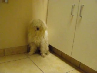 Ce chien sera euthanasié dans une heure, mais quand cet homme reçoit un coup - de téléphone Miracle!