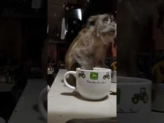 Happy Monkey Eats With a Spoon