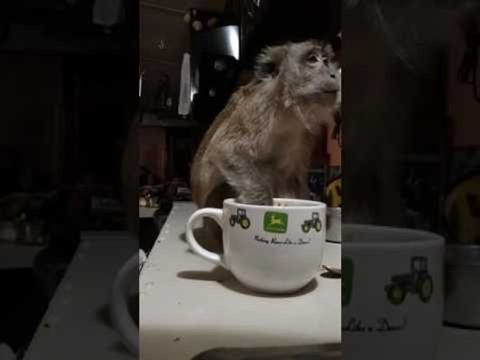 Happy Monkey Eats With a Spoon
