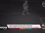 Stolen puppies from Phoenix shelter safely located