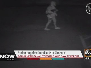 Stolen puppies from Phoenix shelter safely located