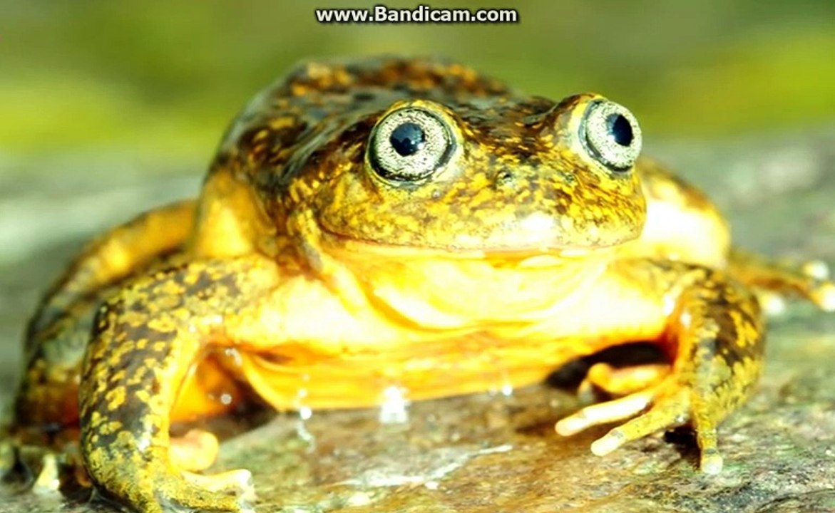 Top 18 Newly Discovered Species Animal Species