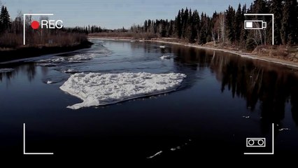 Extraña criatura marina es captada en cámara y el video se vuelve viral
