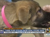 Puppies taken from Valley shelter