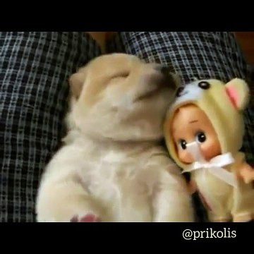 Самый Милый Песик Заговорил Во Сне ))