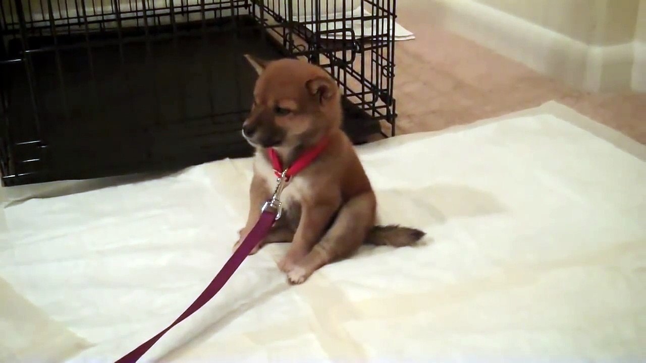 Cette Shiba Inu adorable est en proie à un débat intérieur des plus mignons : aller faire pipi, ou dormir ?