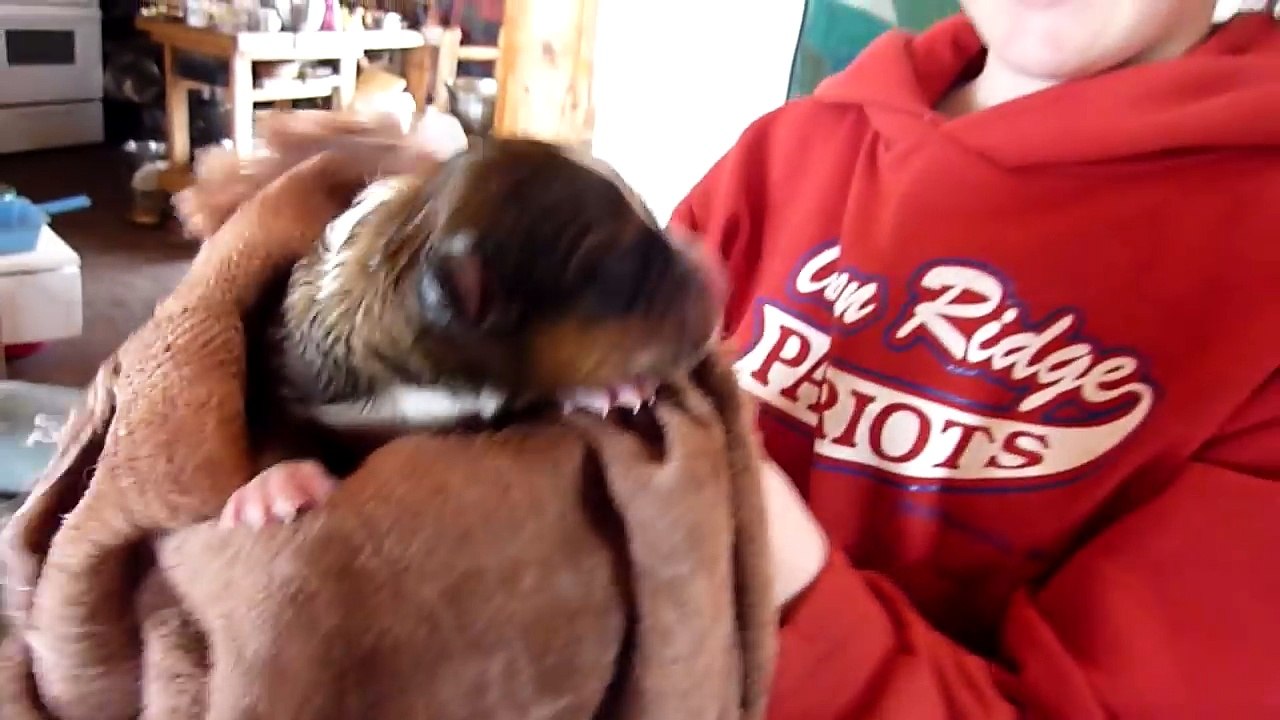 Ils présentent un chiot nouveau-né à une maman chat, mais elle n'a besoin de lui jeter qu'un seul coup d'oeil, avant d'avoir la réaction la plus ADORABLE au monde...