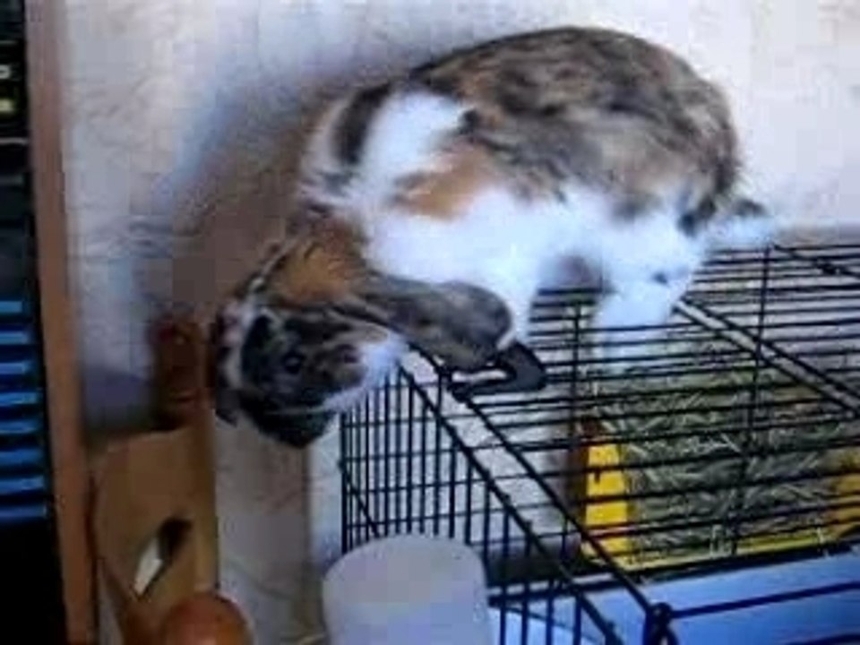 nougat le coquin