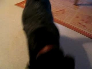 Une colère de petit chien