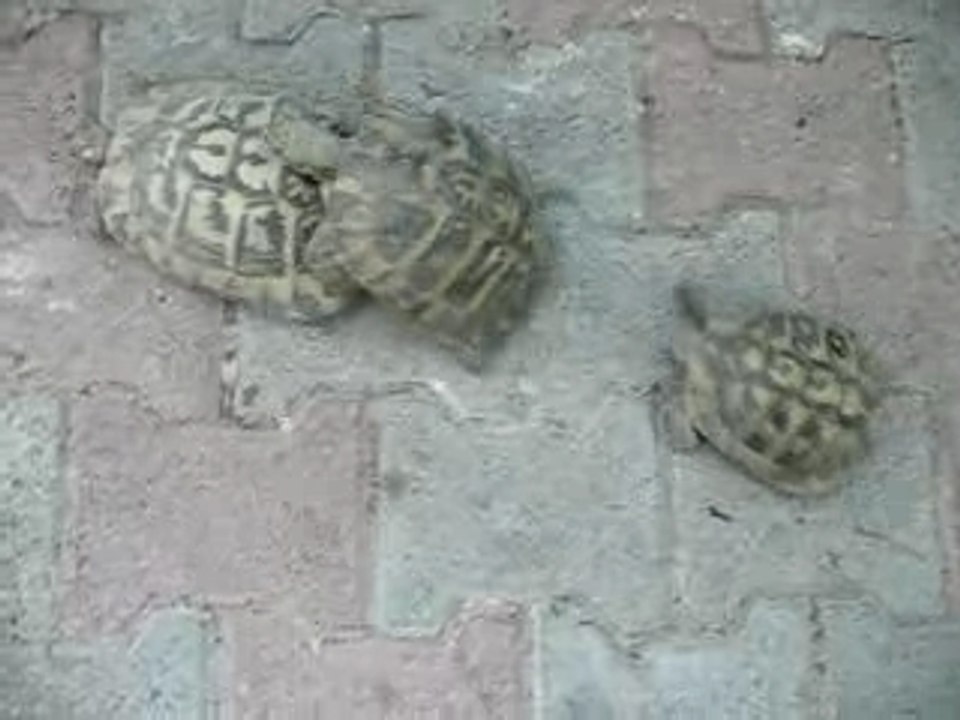 Tartarughe a luci rosse