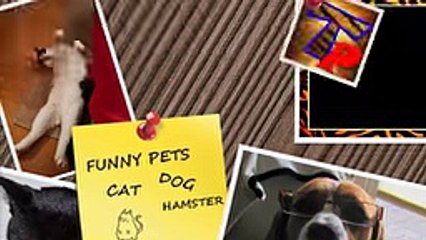 The funniest ANIMAL moments and fails #12 - Funny animal compilation