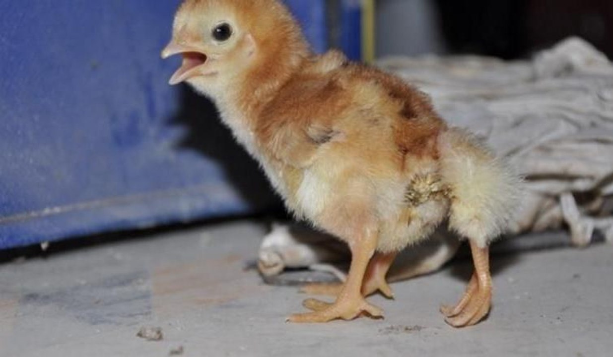 Dort Ayakli Civciv Gorenleri Sasirtti Dailymotion Video