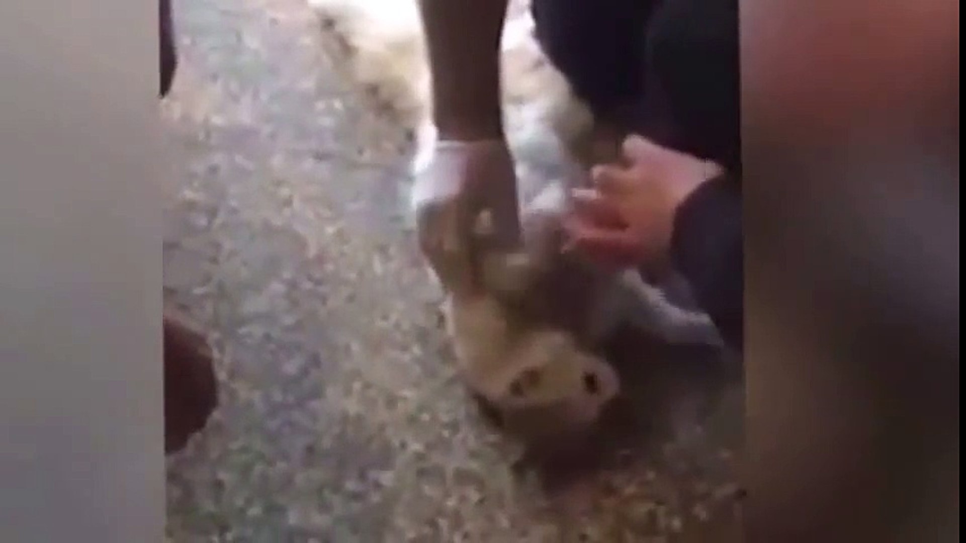 Il Sauve Un Chat En Lui Faisant Un Massage Cardiaque Video Dailymotion