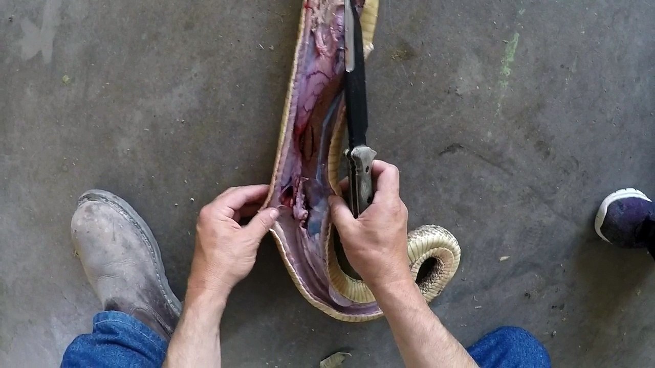 Diamondback Surprise